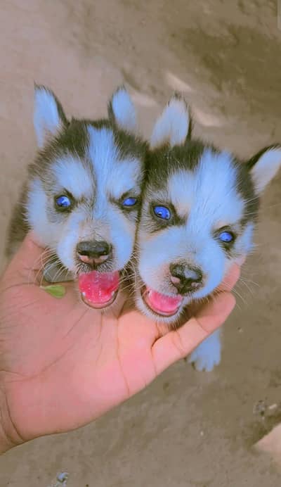 Husky puppy one puppy 50k