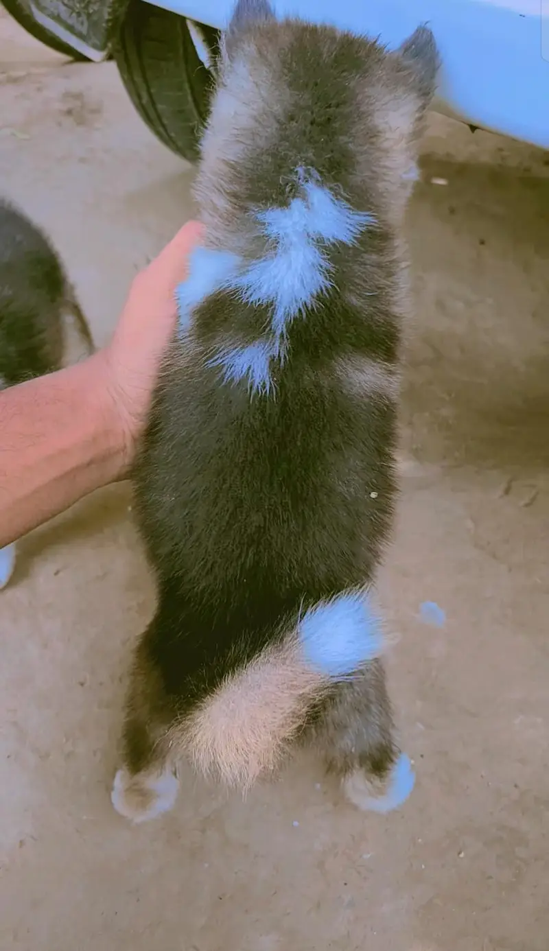 Husky puppy one puppy 50k — photo 2