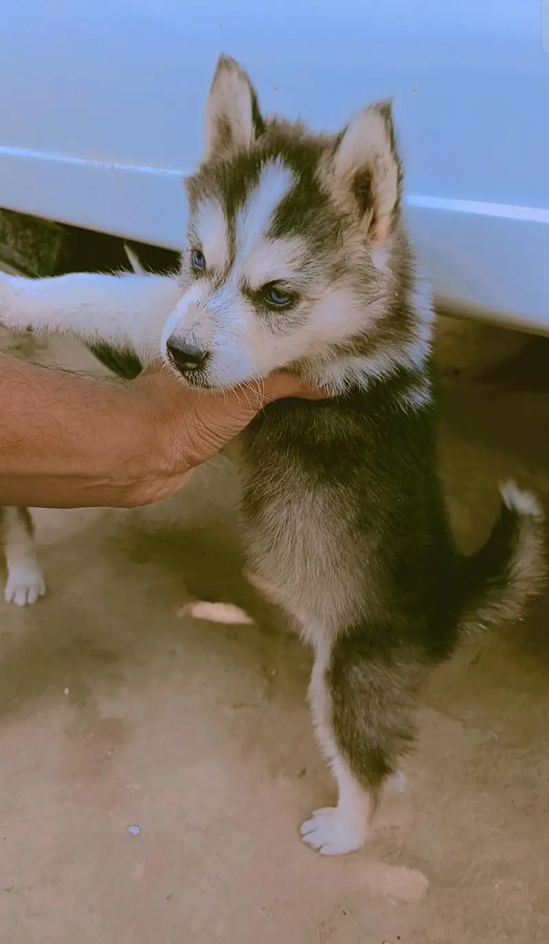 Husky puppy one puppy 50k — photo 6