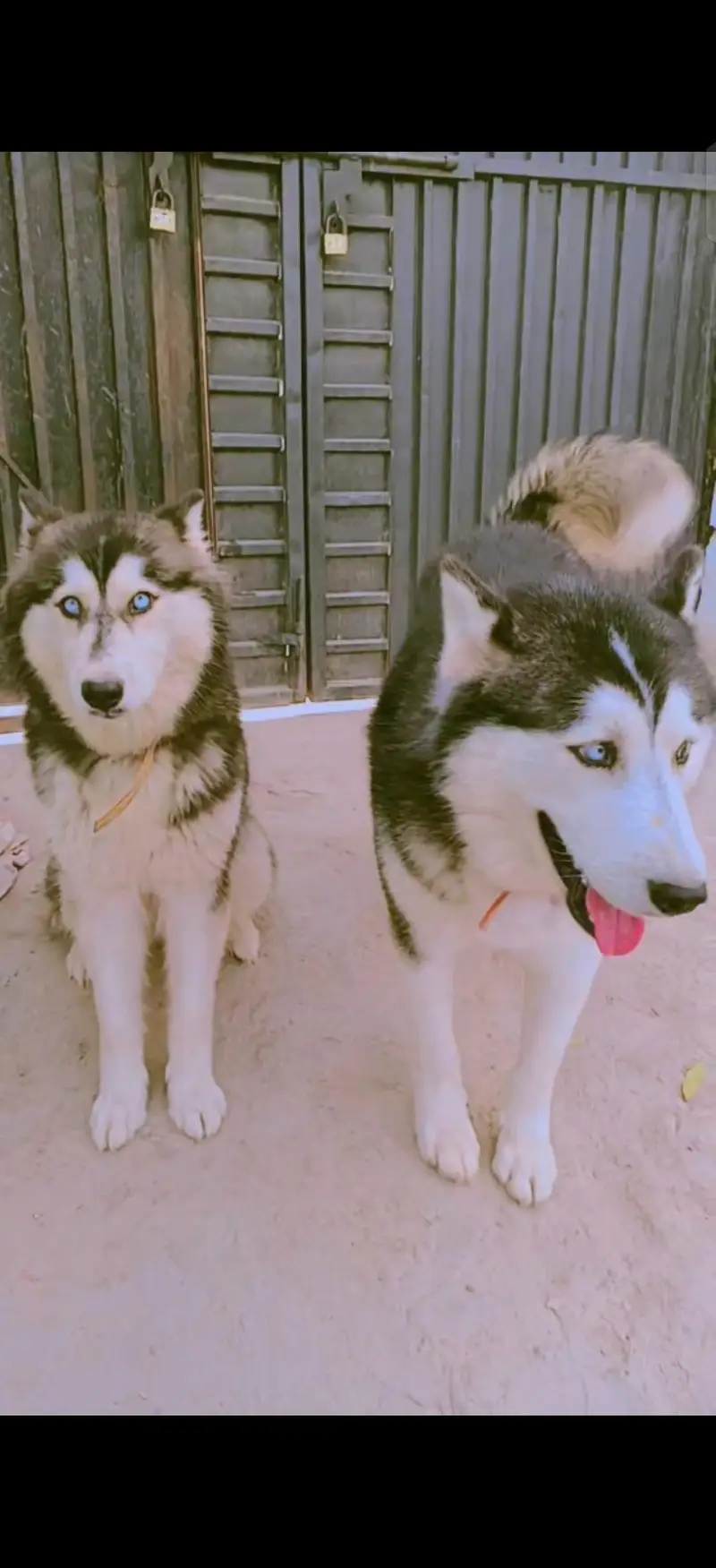 Husky puppy one puppy 50k — photo 8