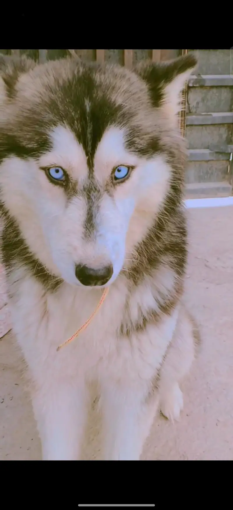 Husky puppy one puppy 50k — photo 9