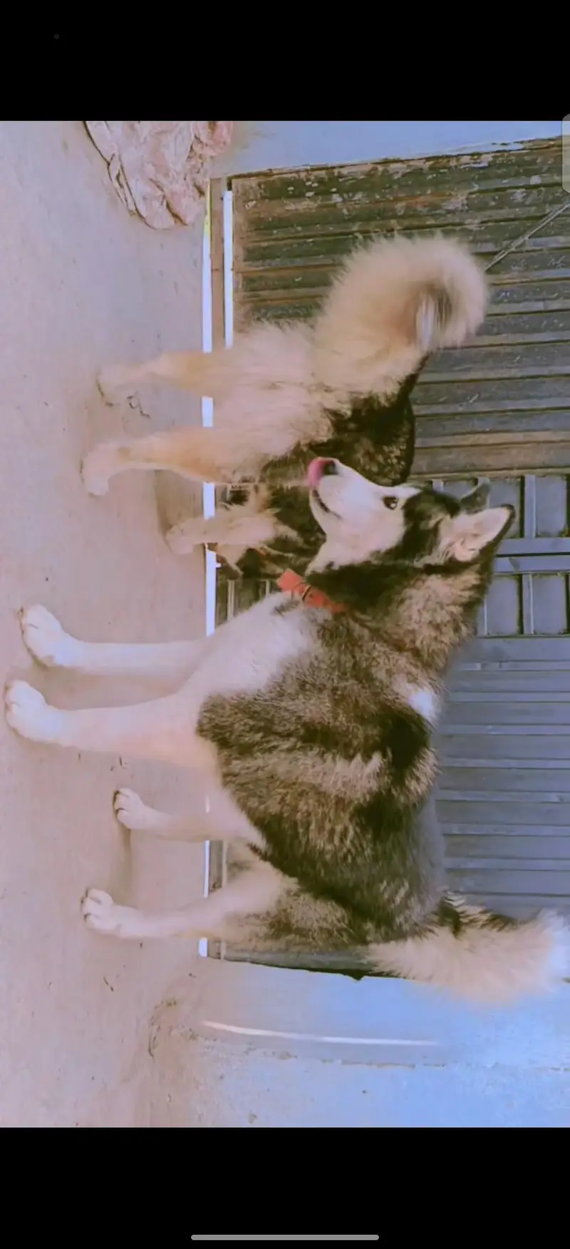 Husky puppy one puppy 50k — photo 10