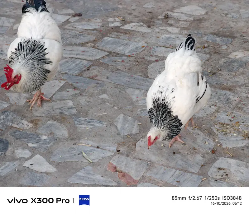 Sussex high quality pair — photo 2
