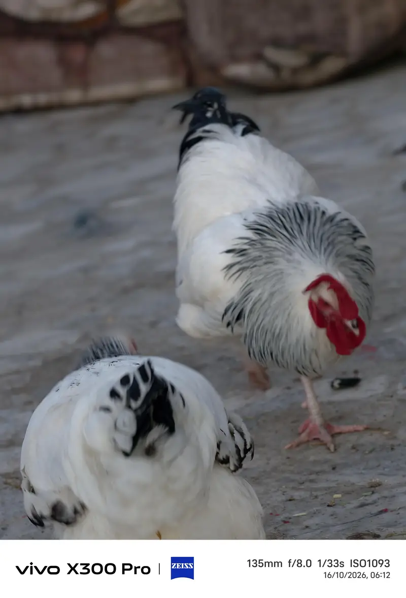 Sussex high quality pair — photo 10