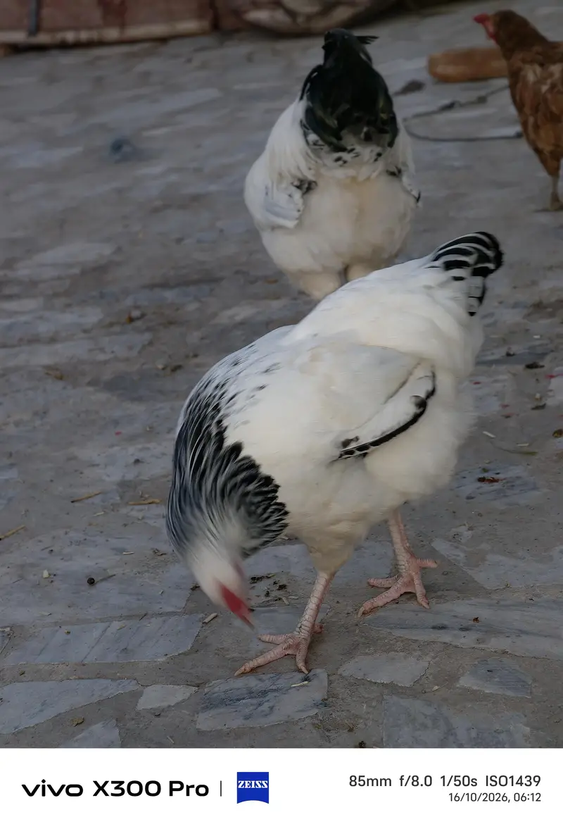 Sussex high quality pair — photo 11