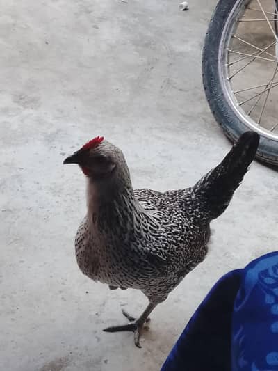 Desi Murgi for sale