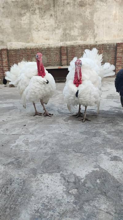 White and Black turkey breeder pair for sale