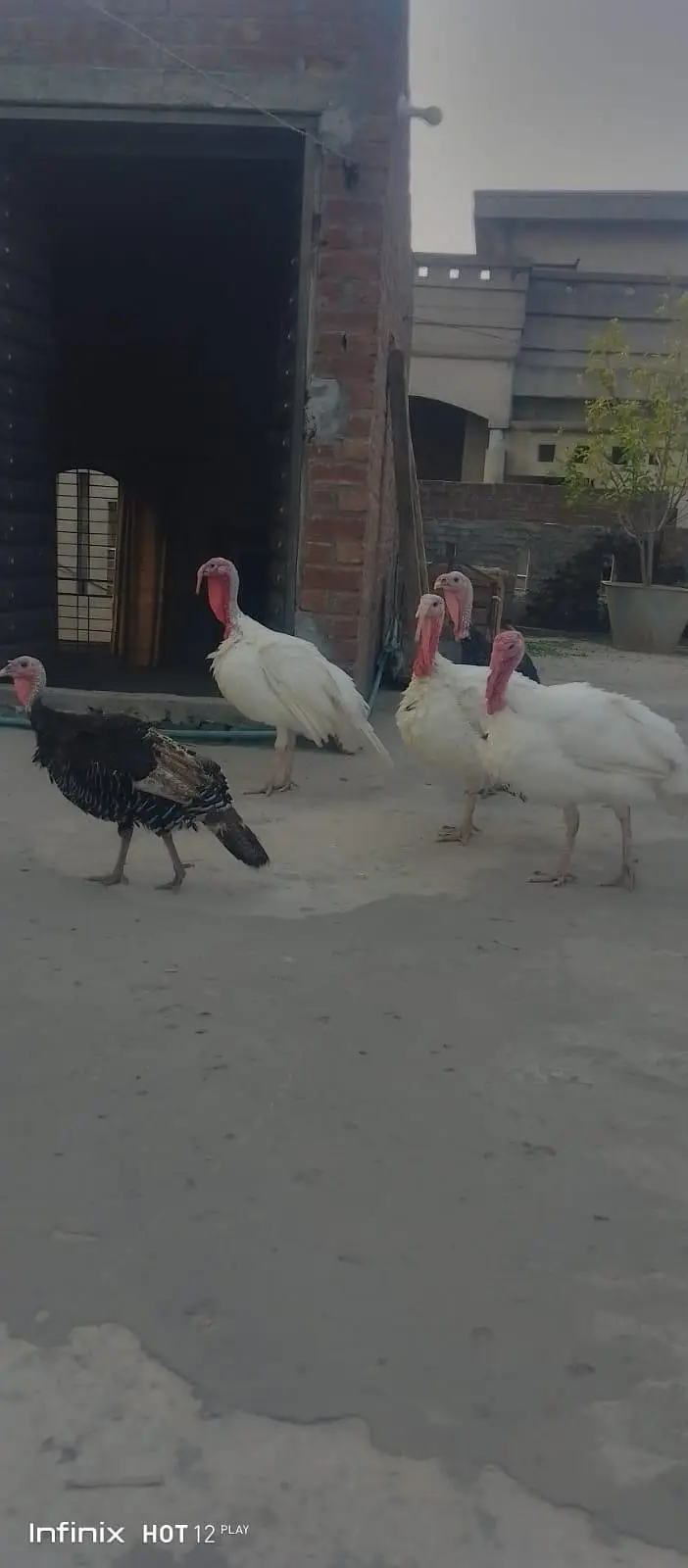 White and Black turkey breeder pair for sale Healthy -Gujrawala — photo 2