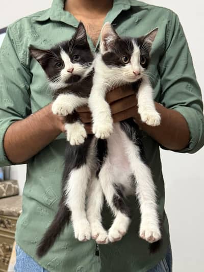 Two male beautiful kittens for adaption.