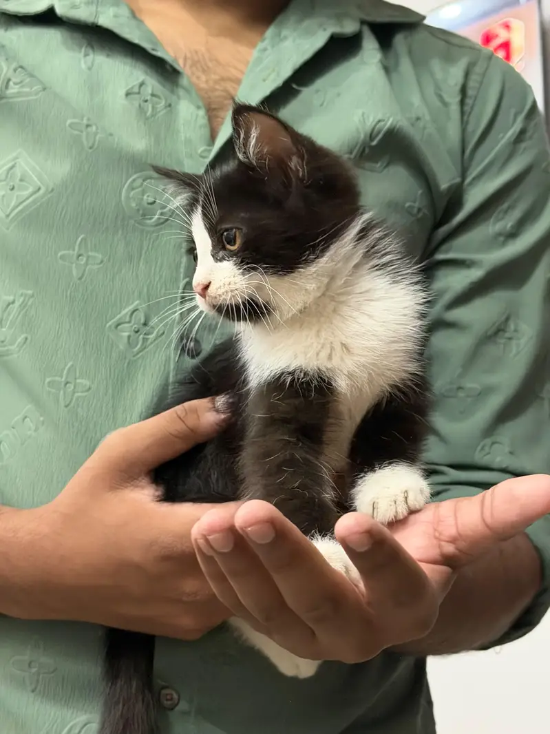 Two male beautiful kittens for adaption. — photo 3
