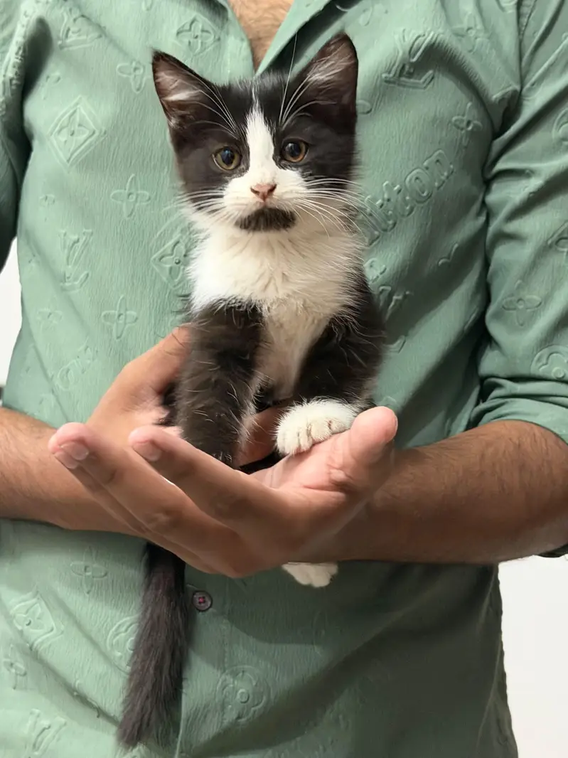 Two male beautiful kittens for adaption. — photo 5