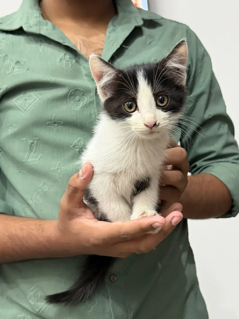 Two male beautiful kittens for adaption. — photo 6