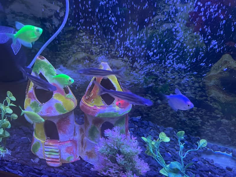 Complete Aquarium Setup 4