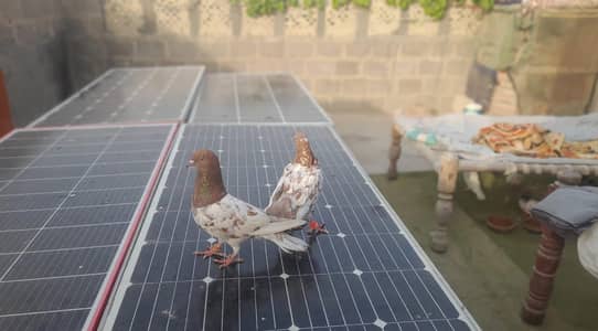 I am selling to my pigeons 03193750752 call on Whatsapp