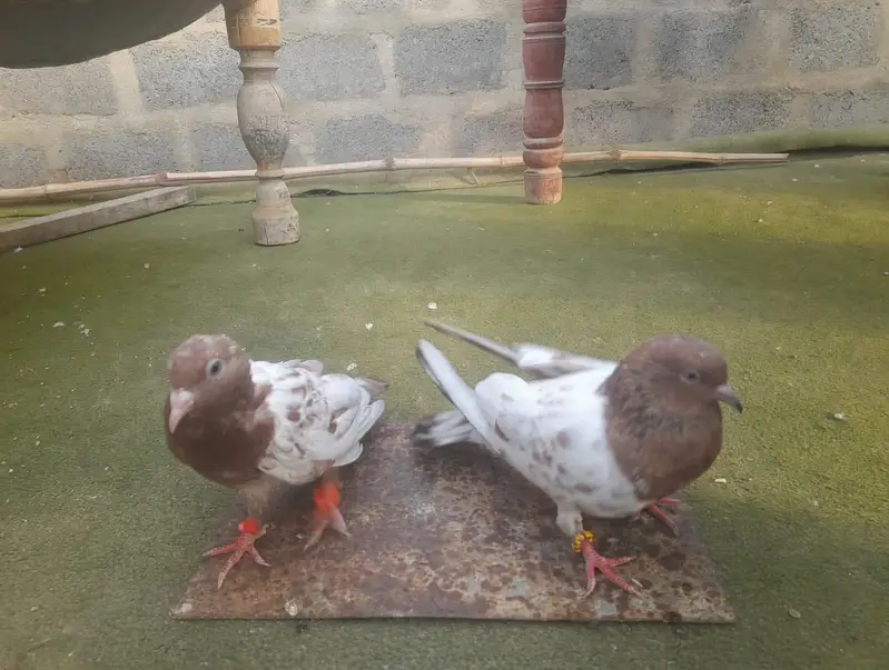 I am selling to my pigeons 03193750752 call on Whatsapp — photo 3