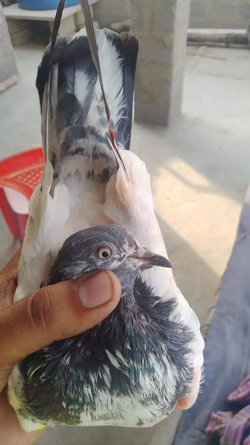 I am selling to my pigeons 03193750752 call on Whatsapp — photo 4