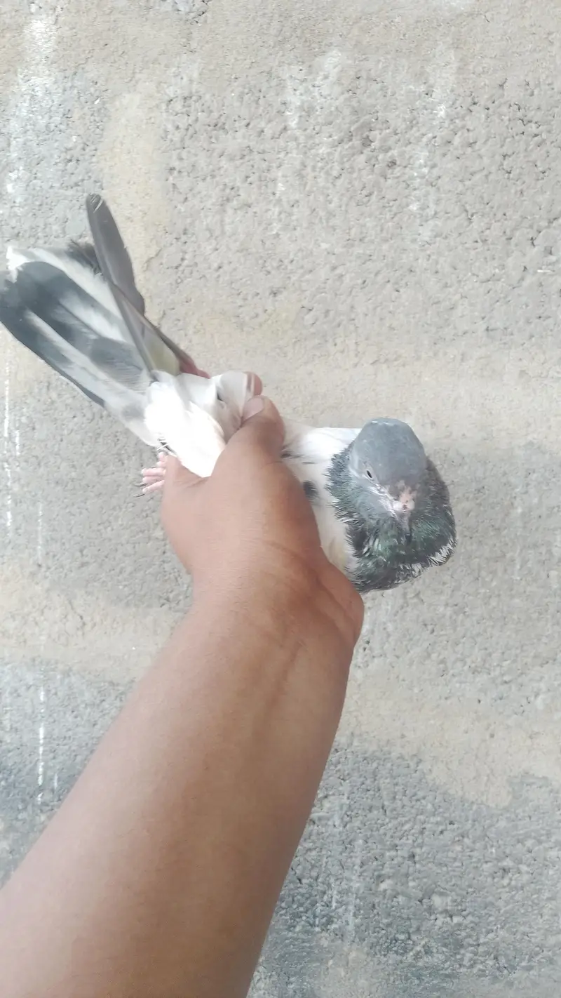 I am selling to my pigeons 03193750752 call on Whatsapp — photo 5