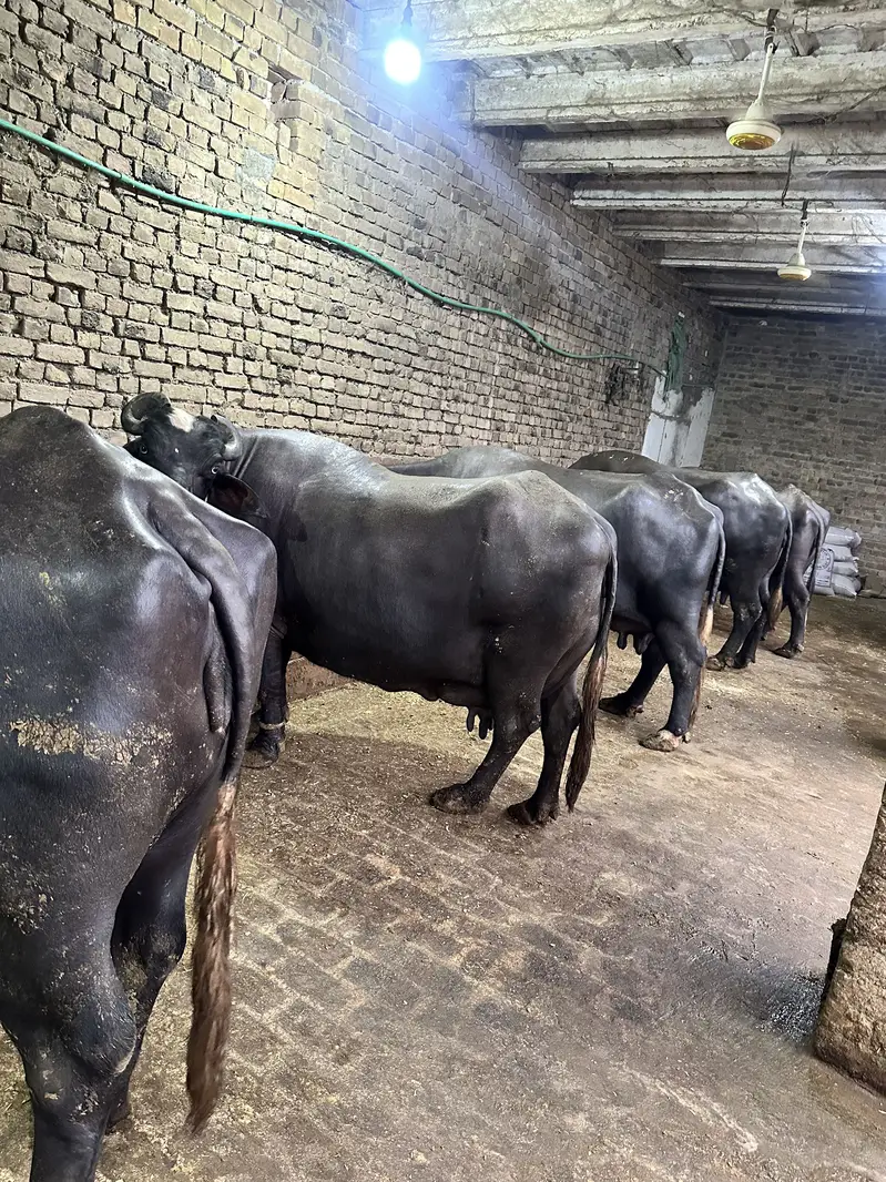 buffalos pure cream ( malai ) — photo 3