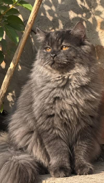 Triple coat Persian Stud Male Cat for Sale
