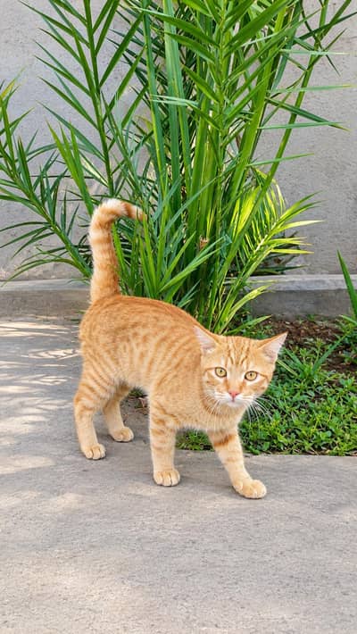 Beautiful Cat