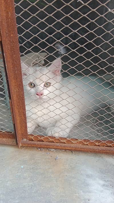 Male Cat