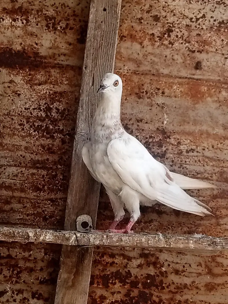 kabli mix pigeon for sale — photo 2