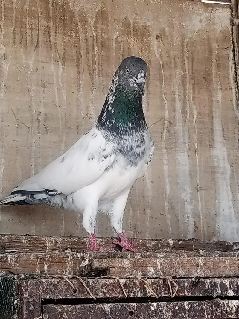 kabli mix pigeon for sale — photo 6