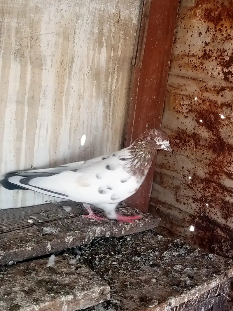 kabli mix pigeon for sale — photo 9