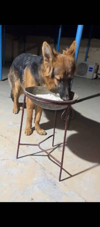 German shepherd black and tan long court.