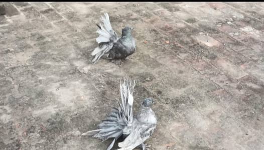 Silver American 3/4 feather pair