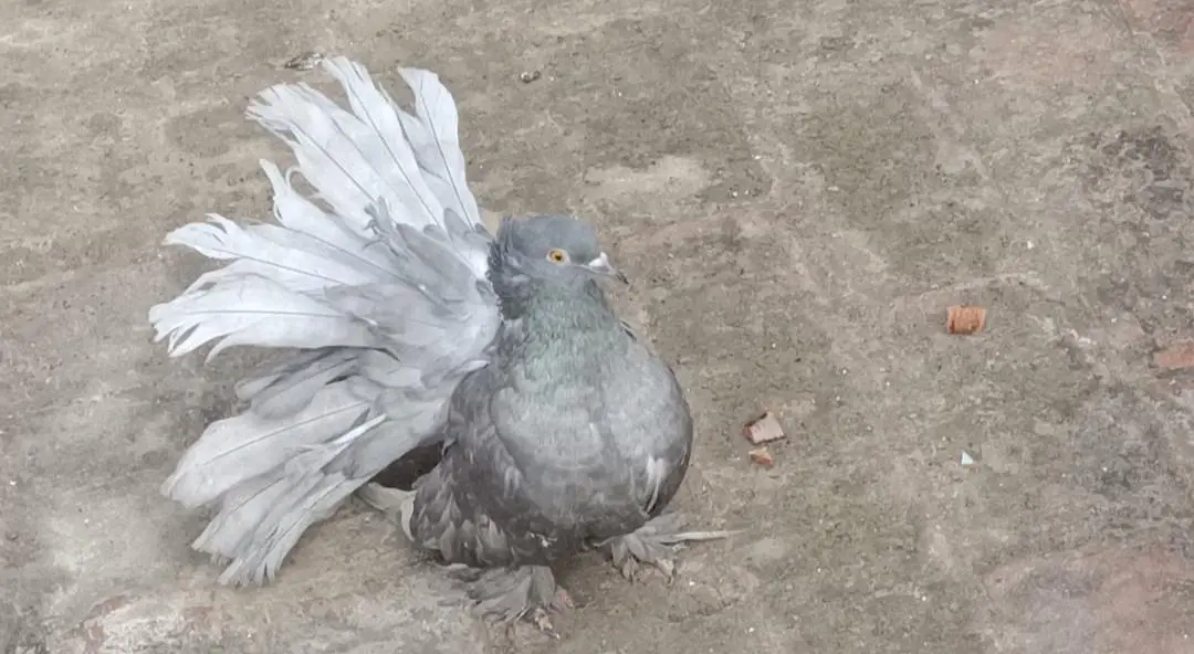 Silver American 3/4 feather pair — photo 2