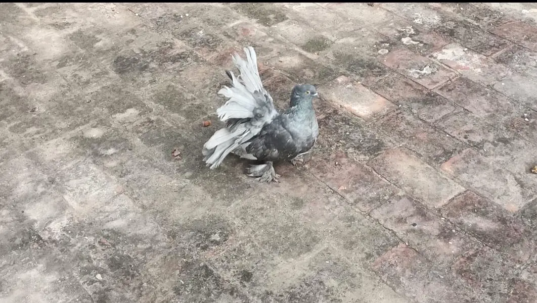 Silver American 3/4 feather pair — photo 3