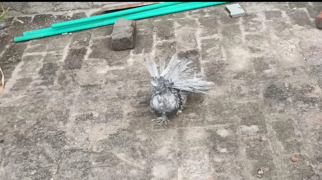 Silver American 3/4 feather pair — photo 4