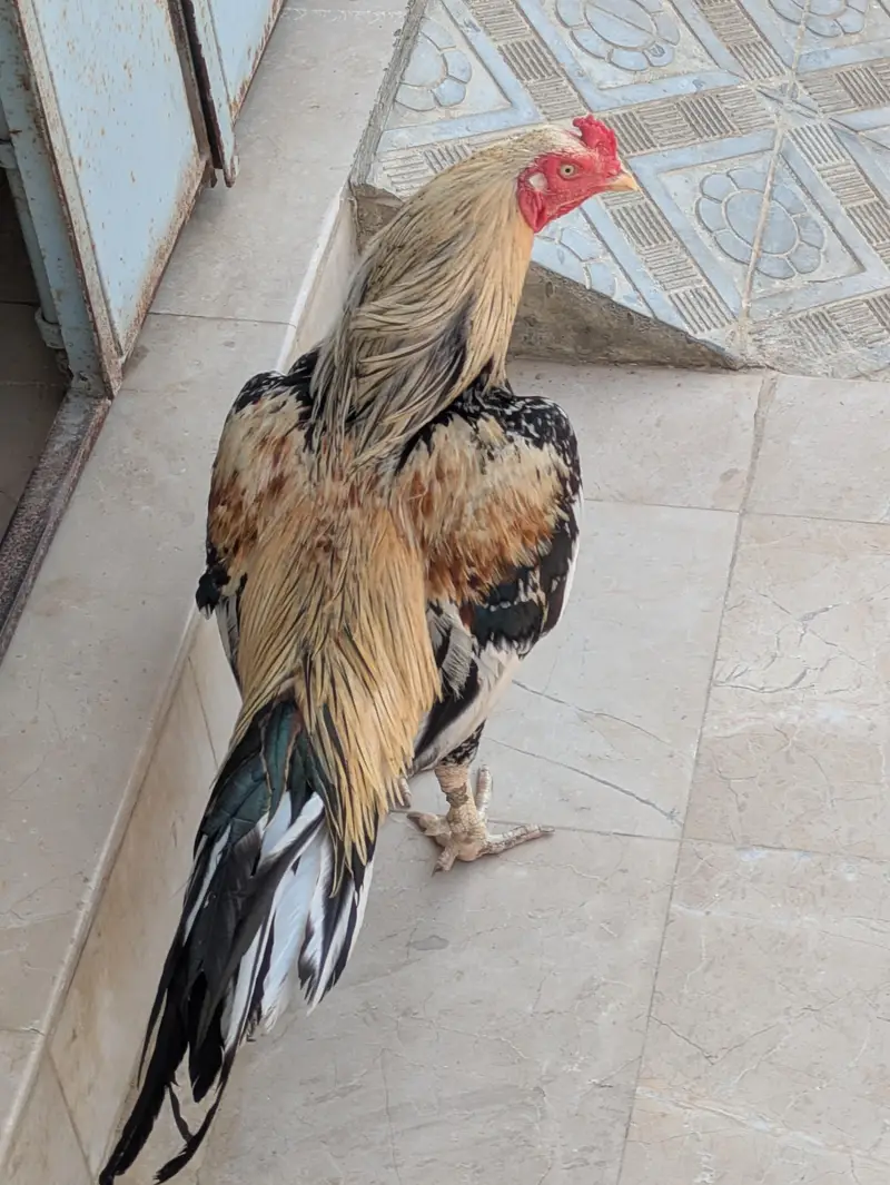MIANWALI ASEAL — photo 2