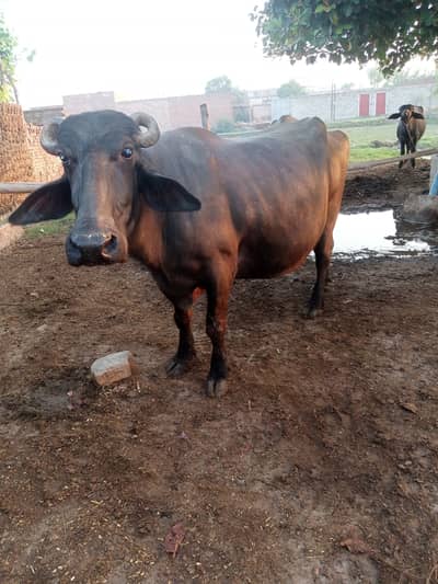 Pure neeli Ravi nasal Ki Bhens hai 5 se 7 din leti sonay main