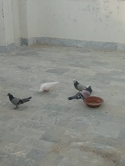 pigeon for sale