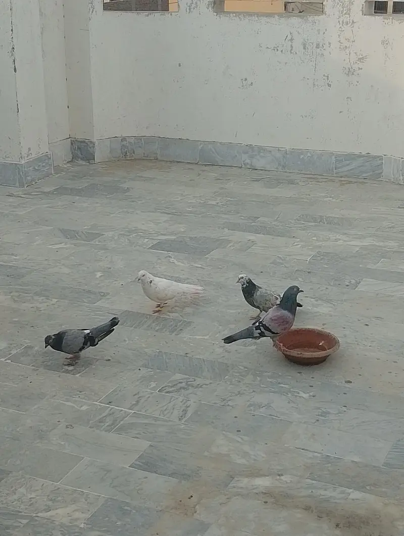 pigeon for sale — photo 2