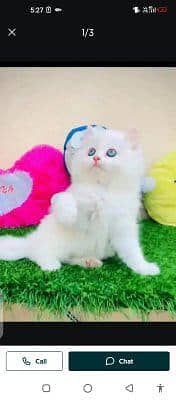 Persian cat for sale male or femal my WhatsApp number309=37=11=445