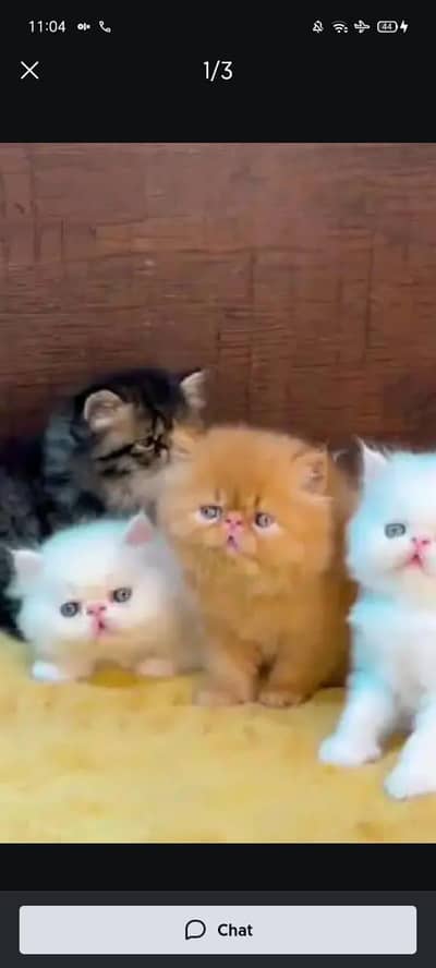 Persian cat for sale male or femal my WhatsApp number309=37=11=445