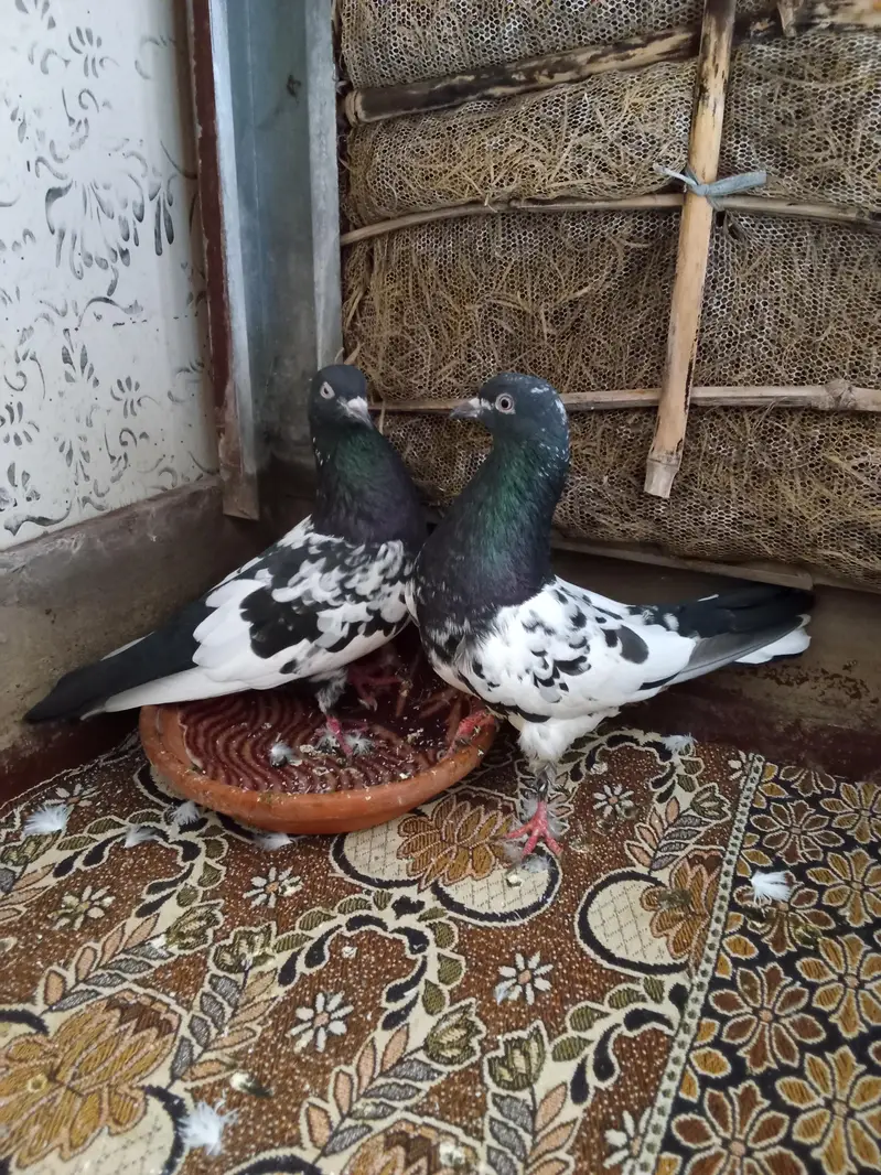Rampuri kabooter — photo 2