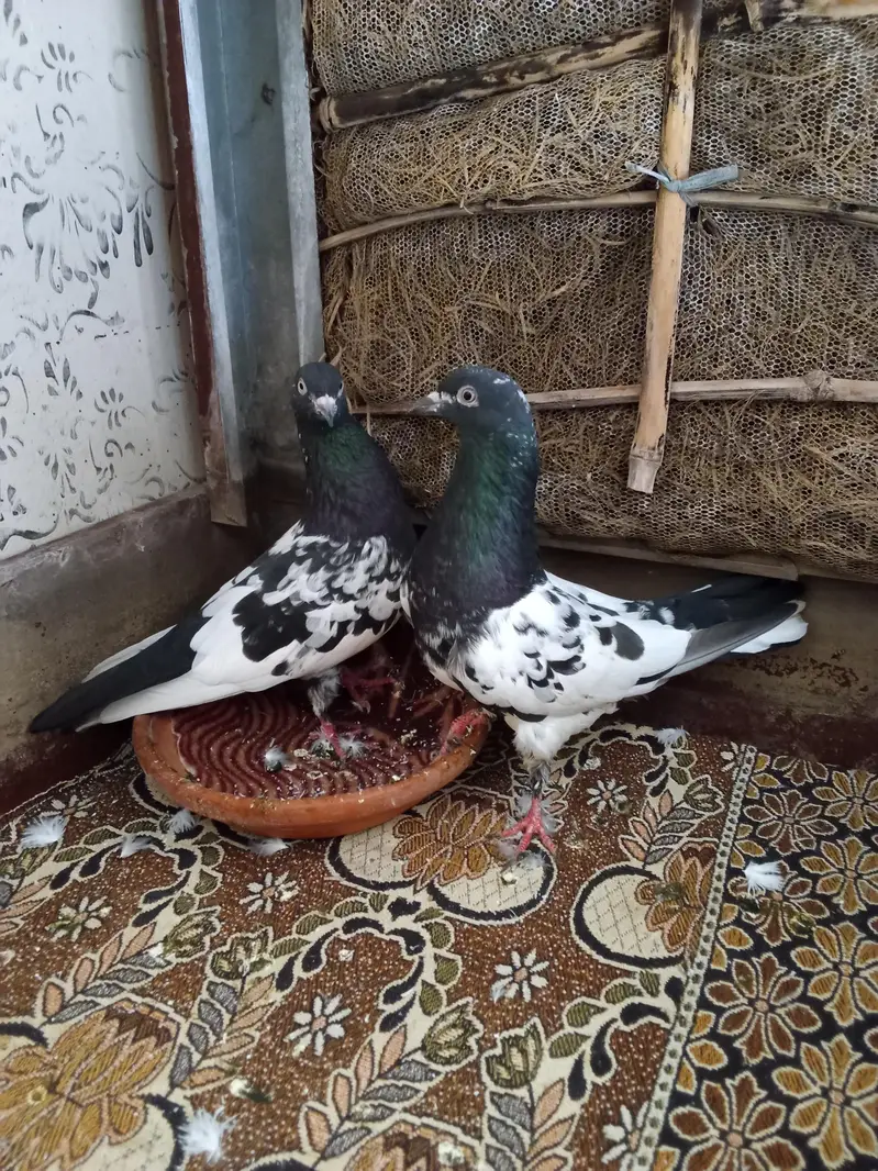 Rampuri kabooter — photo 4