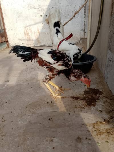 aseel hens