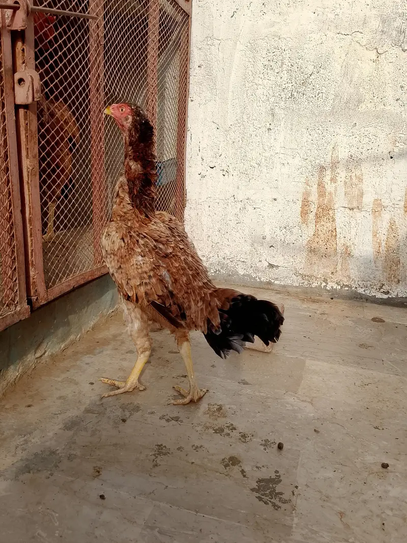 aseel hens — photo 2
