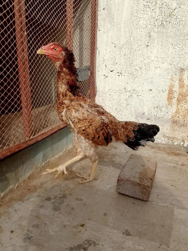 aseel hens — photo 3