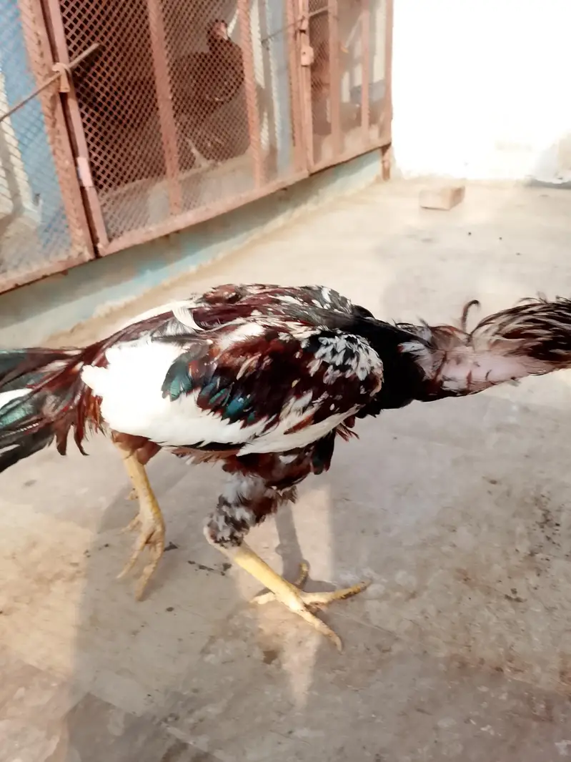 aseel hens — photo 4