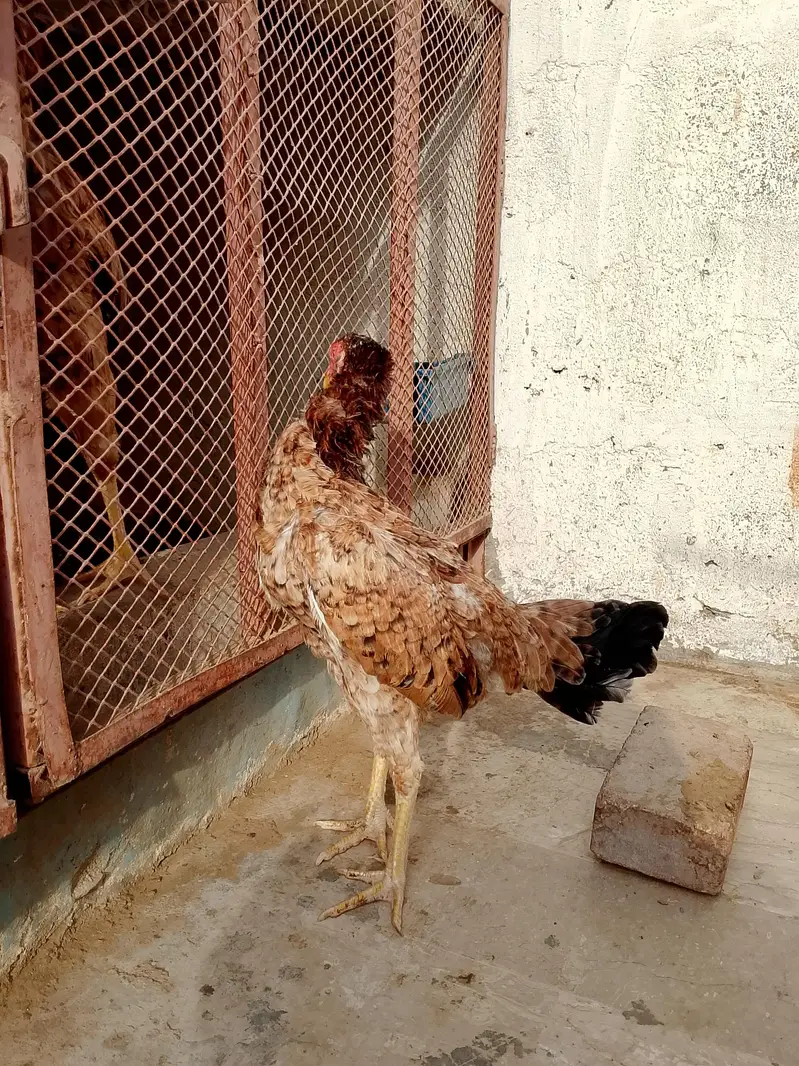 aseel hens — photo 5