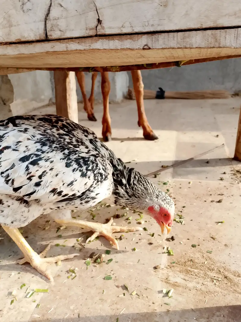 aseel hens — photo 6