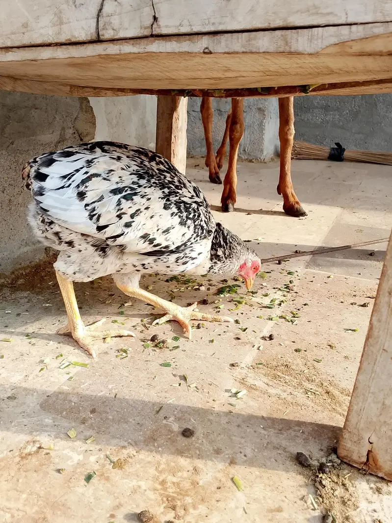 aseel hens — photo 7