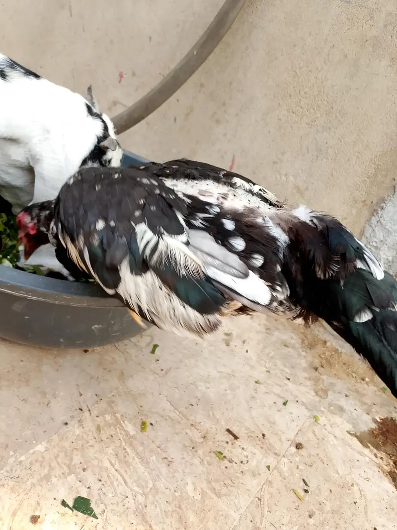aseel hens — photo 8