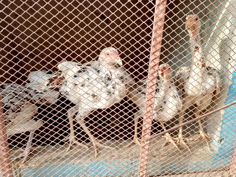 aseel hens — photo 9